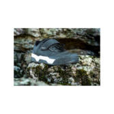 Cipele Bontrager Rally Mtb Black - Slika 2